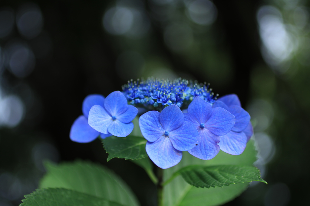 紫陽花