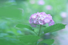 紫陽花