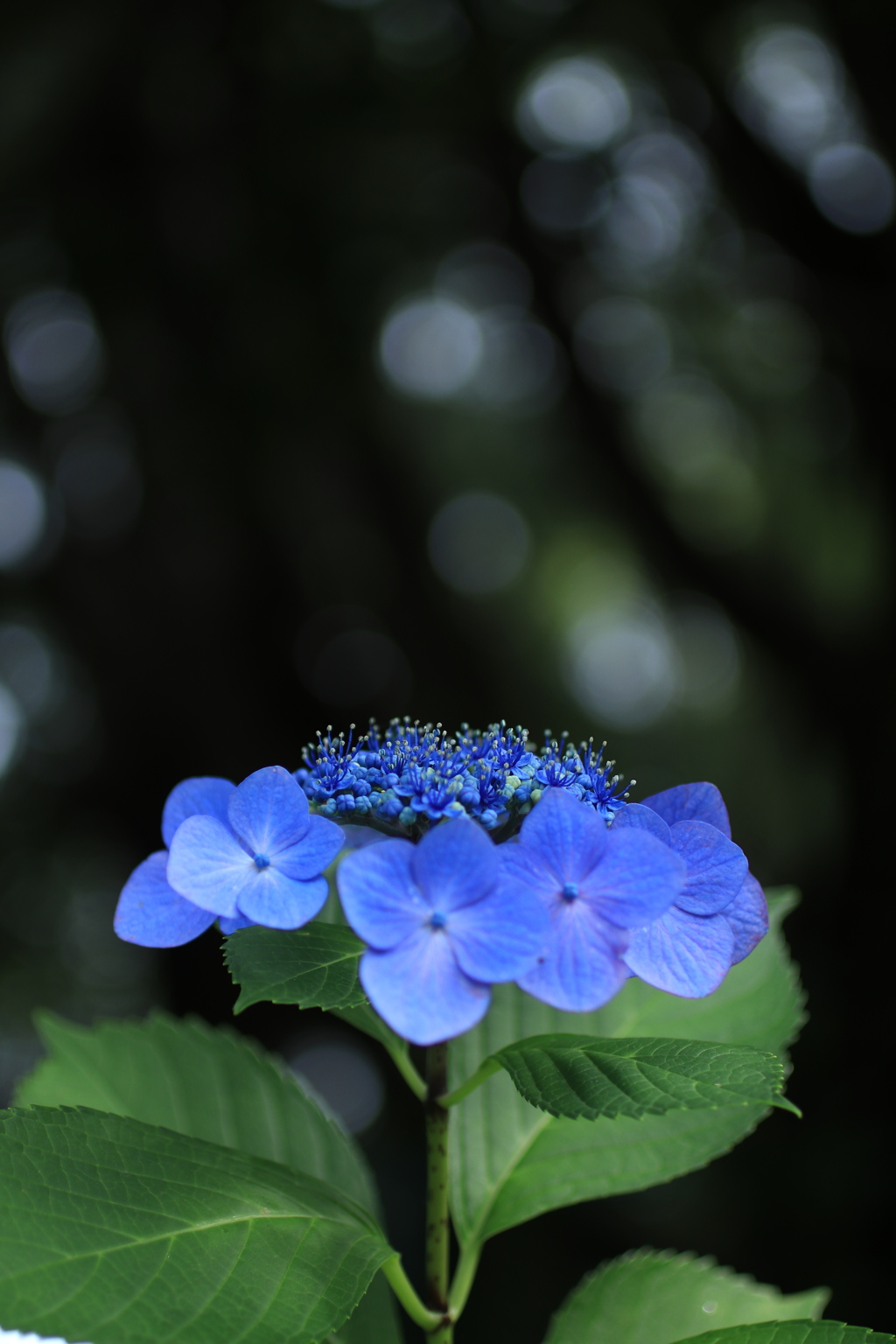 紫陽花