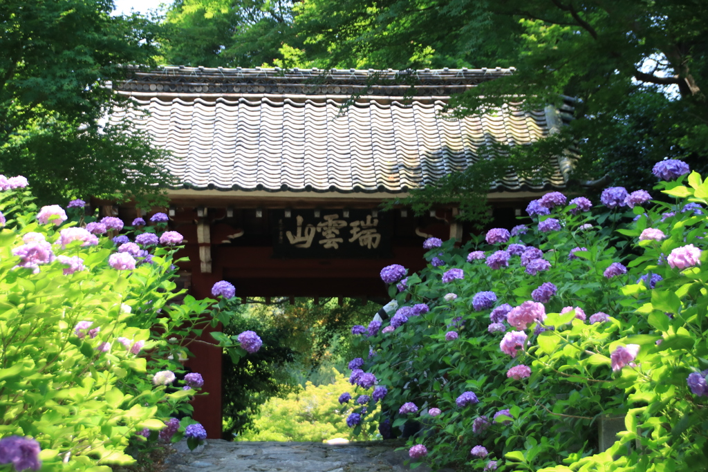 あじさい寺