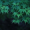 新緑
