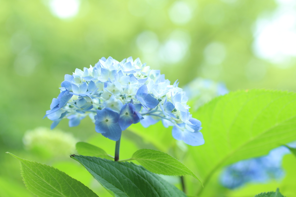紫陽花