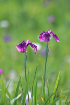 花菖蒲