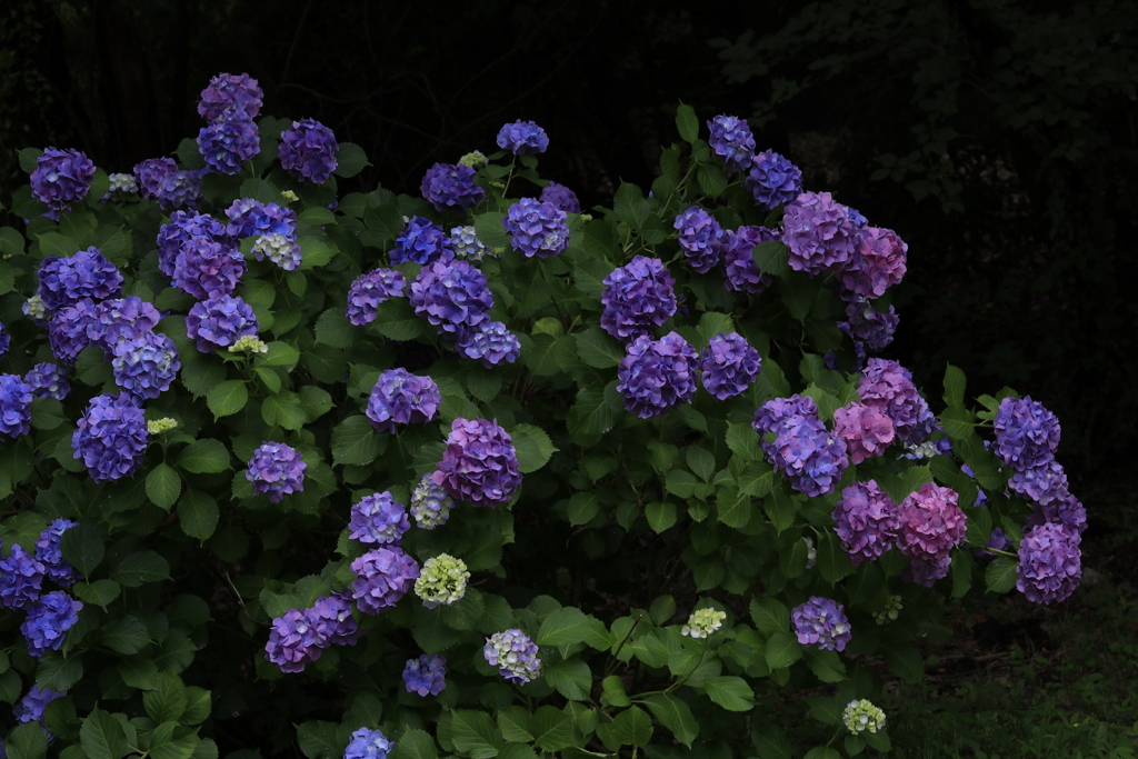 紫陽花