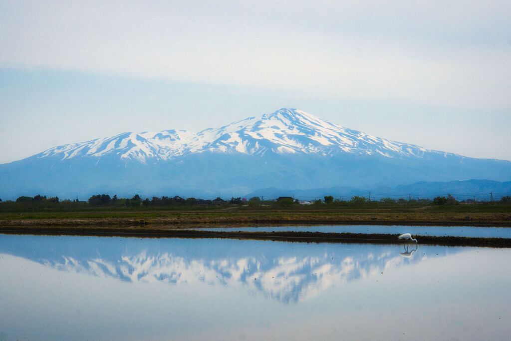 逆さ鳥海とシロサギ