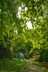 新緑と滝の流れ
