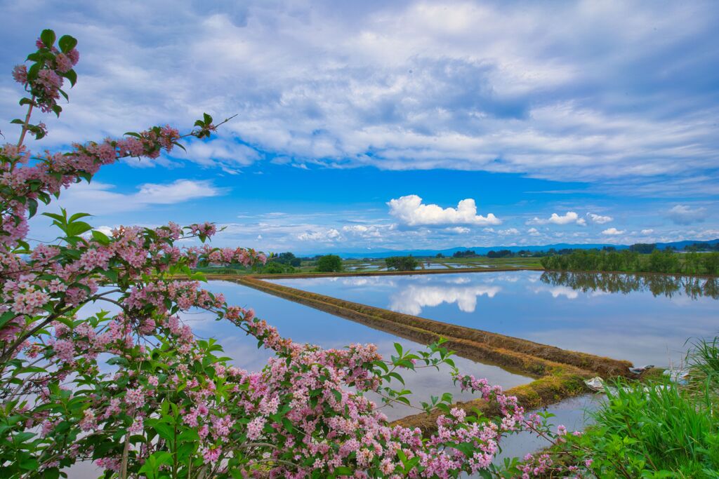 廓然たる天地の蒼穹に生け花を添えて。