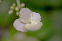 white lacecap hydrangea