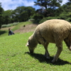 ずっと草食べる