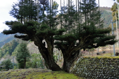 北山大台杉