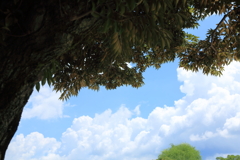 夏空