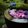 雨の日のアジサイウィーク