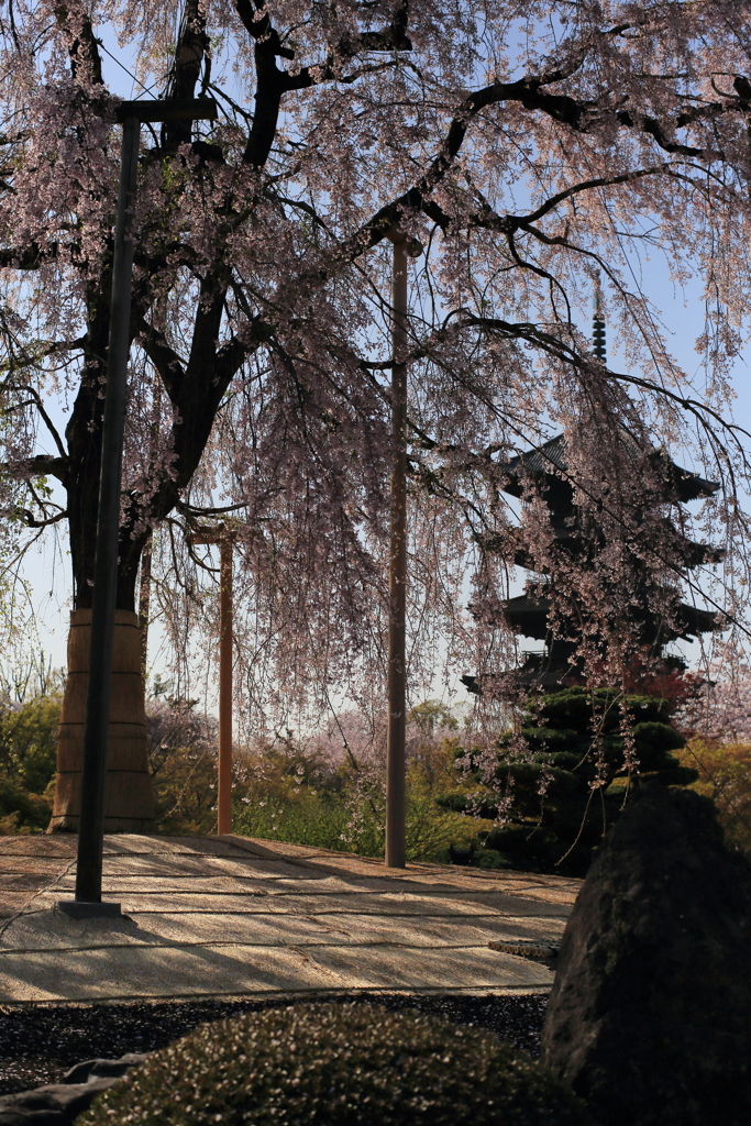 五重塔と桜