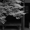 青もみじ休憩所