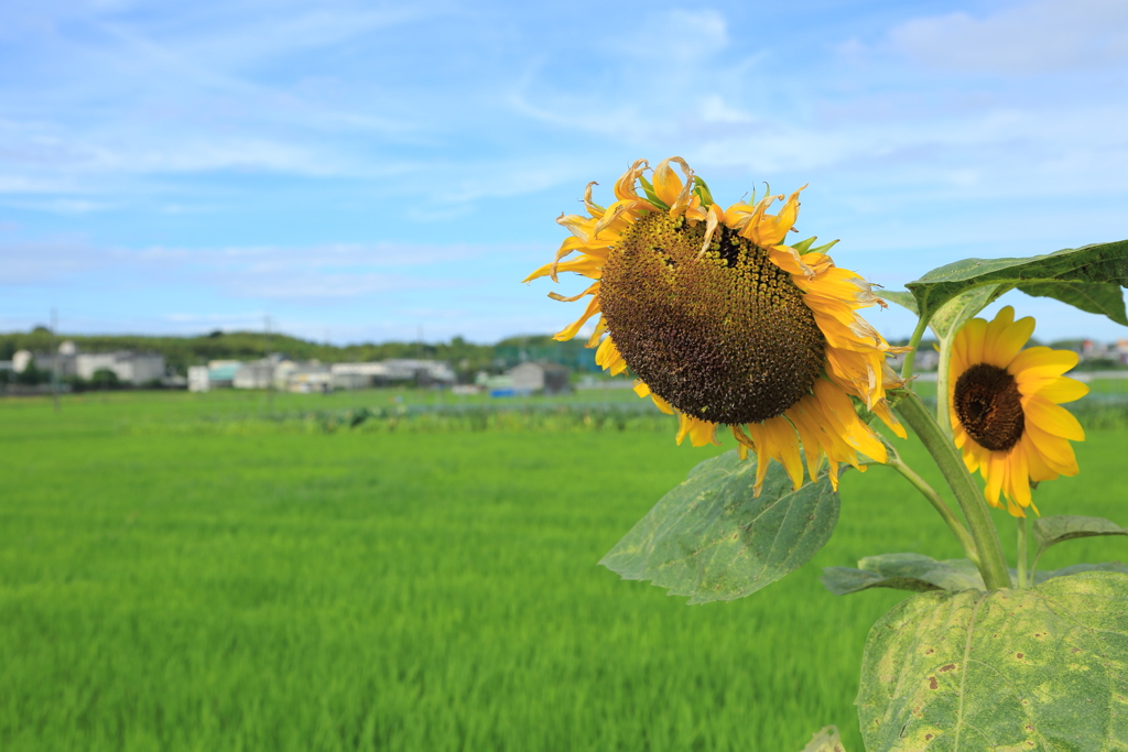 田んぼにひまわり