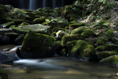 苔と水しぶき