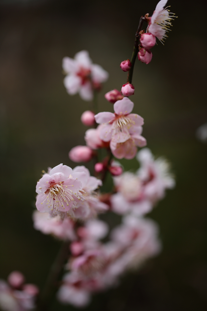 梅の花　その２