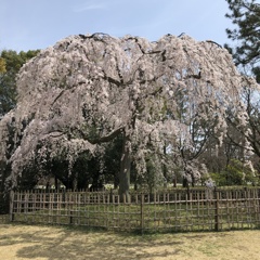 しだれ桜