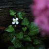 紫陽花の下で
