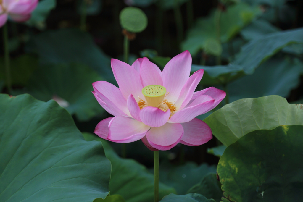 蓮の花
