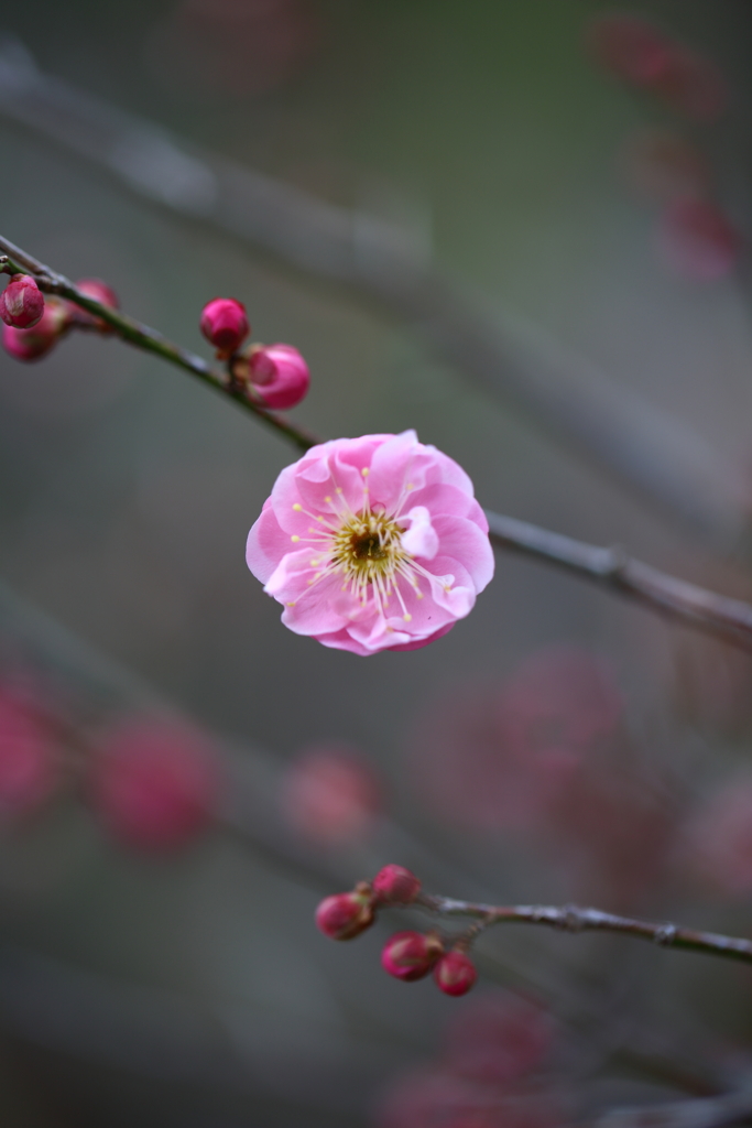 梅の花