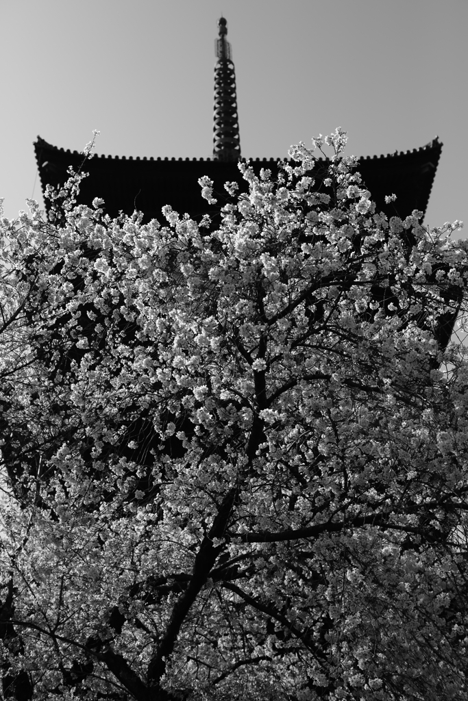 五重塔と桜　その２