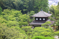 引き立つ銀閣