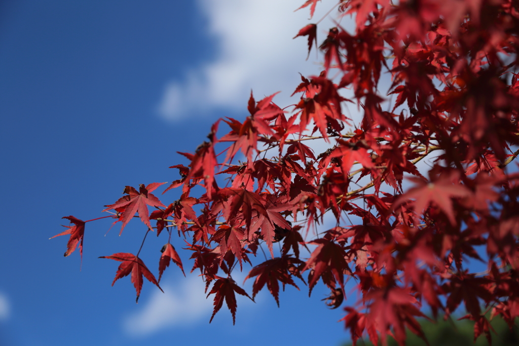 深紅紅葉