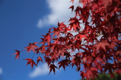 深紅紅葉