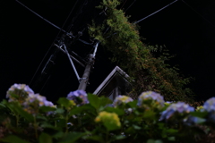 紫陽花　蔦　電柱