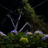 紫陽花　蔦　電柱