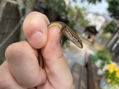 カナヘビちゃん