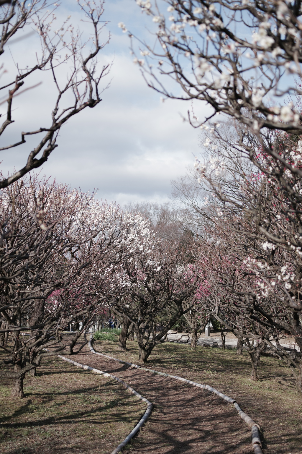 万博公園にて