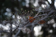 新芽