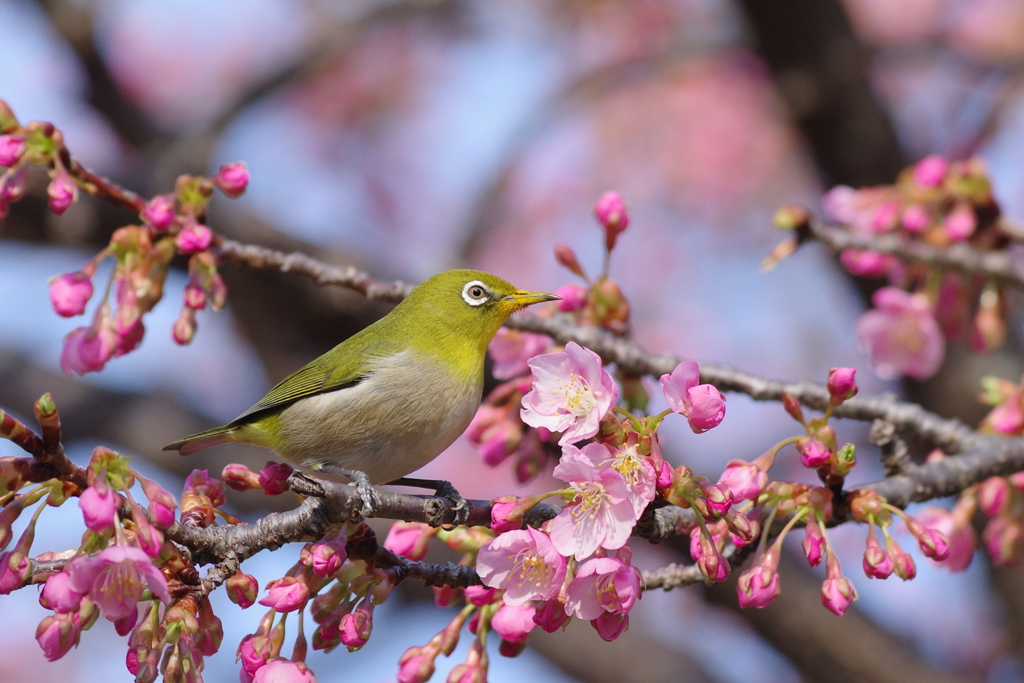 河津桜とメジロさん
