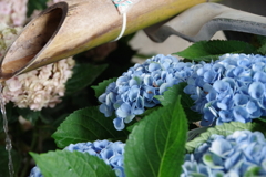 紫陽花