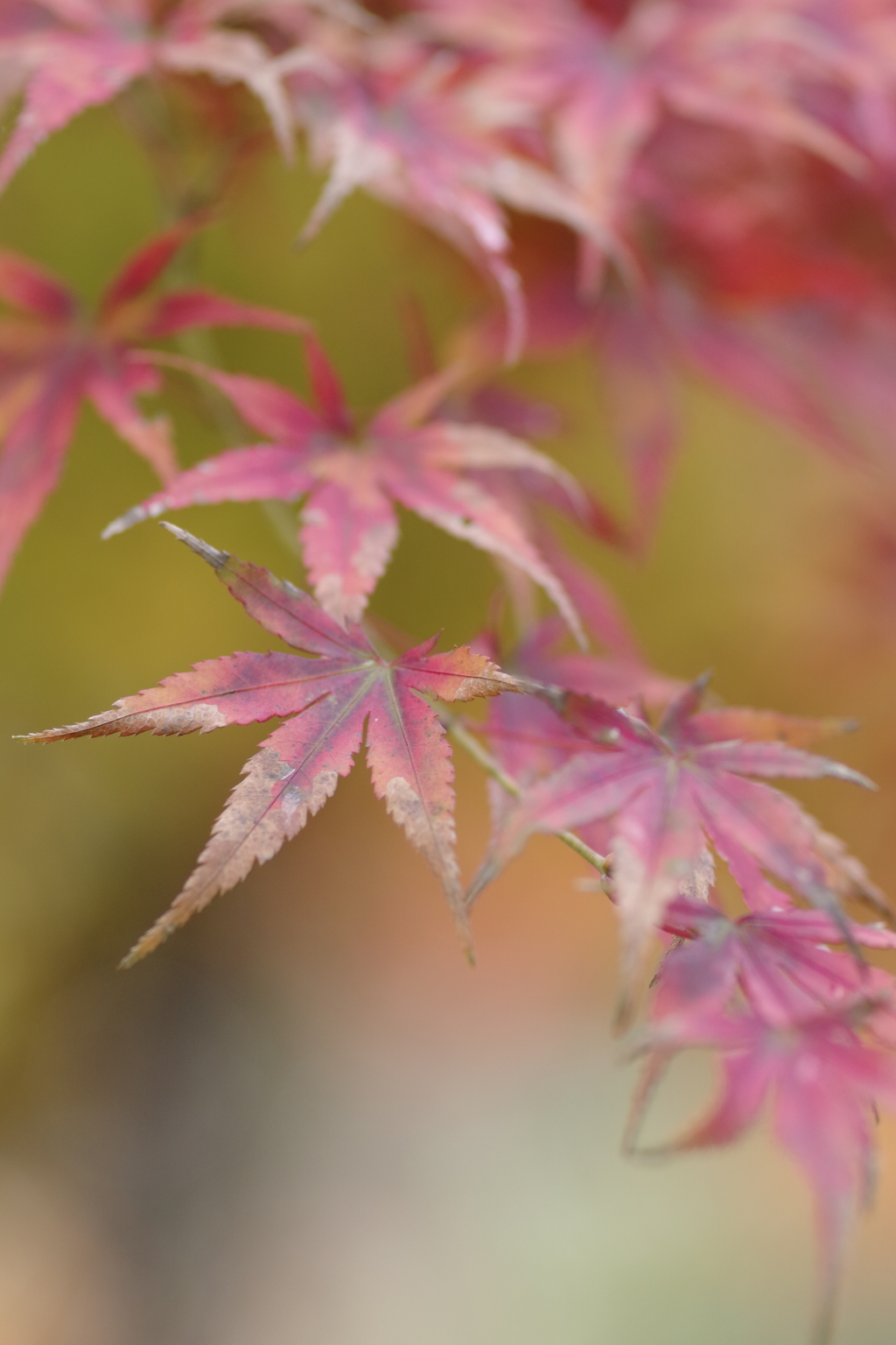 紅葉