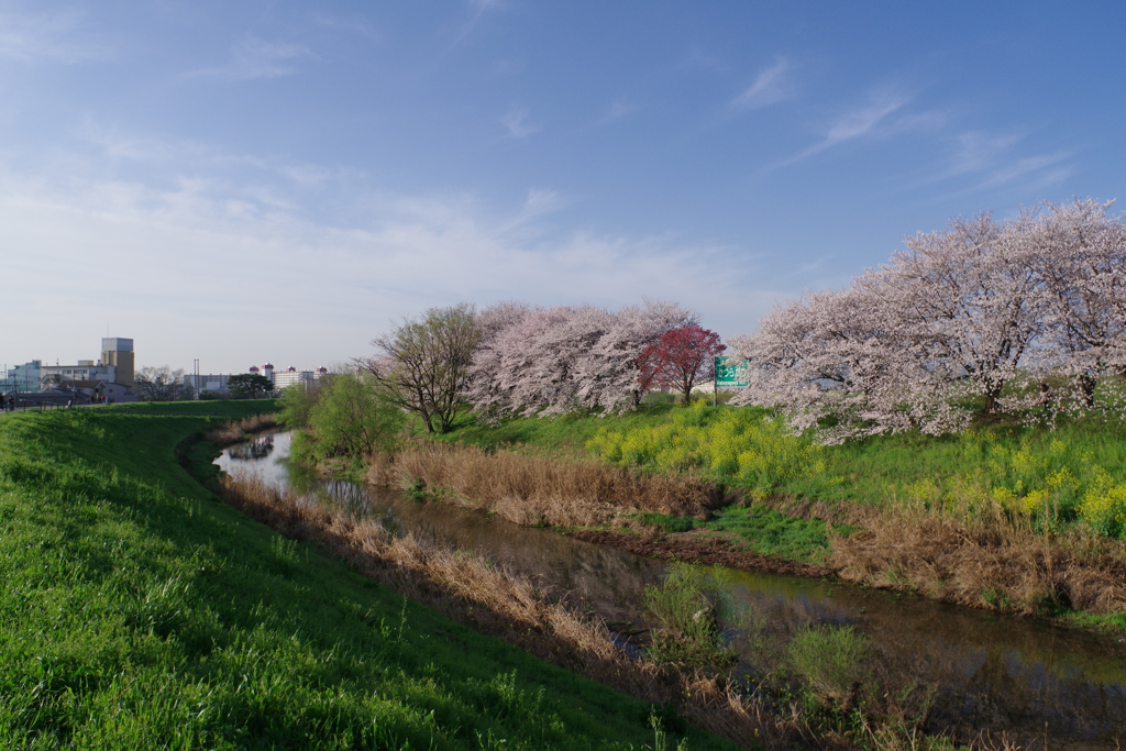 桂川に桜咲く