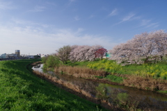桂川に桜咲く