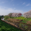 桂川に桜咲く