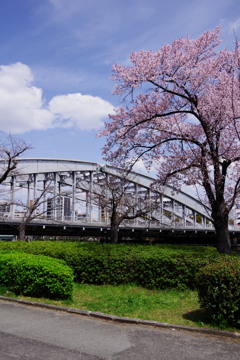 桜
