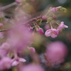 河津桜