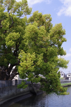 稗島の樟（ひえじまのくす）