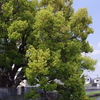稗島の樟（ひえじまのくす）