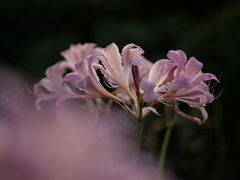 彼岸花っぽいけど