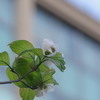 ハナミズキ white