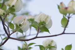 ハナミズキ white