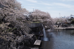 水門川にて