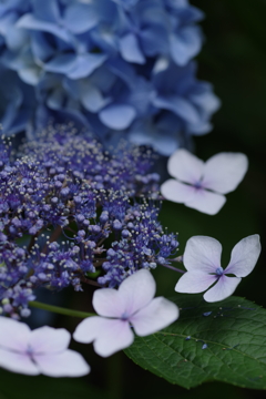 紫陽花