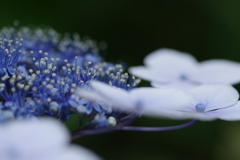 紫陽花